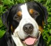 Grosser Schweizer Sennenhund Foto: Anton (Samson) my beatifull boy ;0) (ID 22971) Grosser Schweizer Sennenhund Hund