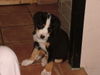 Grosser Schweizer Sennenhund Foto: Apollo mit 8 wochen (ID 39336) Grosser Schweizer Sennenhund Hund