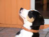 Grosser Schweizer Sennenhund Foto: Apollo mit 8 wochen (ID 39337) Grosser Schweizer Sennenhund Hund
