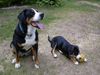 Grosser Schweizer Sennenhund Foto: Wilma mit Klein-Drago(Entleb.) (ID 11269) Grosser Schweizer Sennenhund Hund