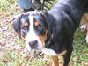 Grosser Schweizer Sennenhund Foto: schau mir in die Augen Kleines..... (ID 15002) Grosser Schweizer Sennenhund Hund