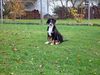 Grosser Schweizer Sennenhund Foto: Ich bin der Balou (ID 35554) Grosser Schweizer Sennenhund Hund