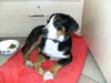 Grosser Schweizer Sennenhund Foto: Felix 4 Monate alt (ID 42262) Grosser Schweizer Sennenhund Hund