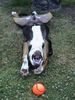Grosser Schweizer Sennenhund Foto: Ich lach mich tot ! (ID 8256) Grosser Schweizer Sennenhund Hund