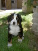 Grosser Schweizer Sennenhund Foto: Balou (ID 43143) Grosser Schweizer Sennenhund Hund