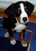 Grosser Schweizer Sennenhund Foto: Basko nach 13 Wochen (ID 9665) Grosser Schweizer Sennenhund Hund