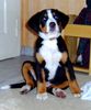 Grosser Schweizer Sennenhund Foto: Basko nach 13 Wochen (ID 9666) Grosser Schweizer Sennenhund Hund