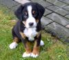 Grosser Schweizer Sennenhund Foto: Basko 8 Wochen alt (ID 9600) Grosser Schweizer Sennenhund Hund