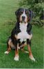 Grosser Schweizer Sennenhund Foto: BASTIEN from Swiss Star (ID 27373) Grosser Schweizer Sennenhund Hund
