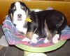 Grosser Schweizer Sennenhund Hund