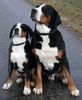 Grosser Schweizer Sennenhund Hund