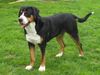 Grosser Schweizer Sennenhund Foto: Debbie all of me v.d.Dorfquelle (ID 27359) Grosser Schweizer Sennenhund Hund