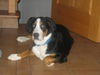 Grosser Schweizer Sennenhund Foto: Viele Grüße an alle meine Geschwister von Maja!!! (ID 37175) Grosser Schweizer Sennenhund Hund