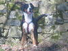 Grosser Schweizer Sennenhund Foto: Bin ich nicht ein gestandenes Weibsbild??? (ID 37231) Grosser Schweizer Sennenhund Hund