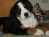 Grosser Schweizer Sennenhund Foto: Heute schon gechillt?! Maja, 9 Wochen alt. (ID 35169) Grosser Schweizer Sennenhund Hund