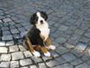 Grosser Schweizer Sennenhund Foto: Das ist mein Hof!!! Maja, 8 Wochen alt. (ID 35170) Grosser Schweizer Sennenhund Hund