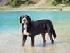 Grosser Schweizer Sennenhund Foto: sonnige Badegrüße sendet Bob v. Sonnenborn... (ID 42119) Grosser Schweizer Sennenhund Hund