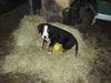 Grosser Schweizer Sennenhund Foto: Bodo im Heu (ID 9185) Grosser Schweizer Sennenhund Hund