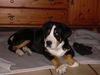 Grosser Schweizer Sennenhund Foto: Gestatten, Bommel (ID 11848) Grosser Schweizer Sennenhund Hund