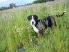 Grosser Schweizer Sennenhund Foto: Bommel (13 Wo.) (ID 12101) Grosser Schweizer Sennenhund Hund