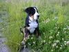 Grosser Schweizer Sennenhund Foto: Bommel (13 Wo.) (ID 12102) Grosser Schweizer Sennenhund Hund