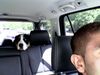 Grosser Schweizer Sennenhund Foto: Boncuk im Auto (ID 14593) Grosser Schweizer Sennenhund Hund