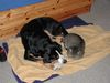 Grosser Schweizer Sennenhund Foto: Buddy und Tiger (ID 14542) Grosser Schweizer Sennenhund Hund