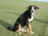 Grosser Schweizer Sennenhund Hund