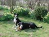 Grosser Schweizer Sennenhund Foto: Buddy hat eine Freundin bekommen (ID 14479) Grosser Schweizer Sennenhund Hund