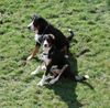 Grosser Schweizer Sennenhund Foto: Buddy und Rika (ID 14480) Grosser Schweizer Sennenhund Hund