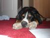 Grosser Schweizer Sennenhund Foto: Alan vom Küsterhof hilft dem Sohn bei den Hausaufgaben (ID 44265) Grosser Schweizer Sennenhund Hund