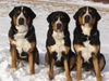 Grosser Schweizer Sennenhund Foto: from Swiss Star-Aris, Faith, Areck (ID 31045) Grosser Schweizer Sennenhund Hund