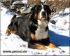 Grosser Schweizer Sennenhund Foto: Cherry im Schnee (ID 9496) Grosser Schweizer Sennenhund Hund