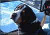 Grosser Schweizer Sennenhund Foto: Cherry im Lift (ID 9497) Grosser Schweizer Sennenhund Hund