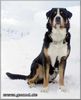Grosser Schweizer Sennenhund Foto: Cherry im Schnee 2 (ID 9498) Grosser Schweizer Sennenhund Hund