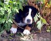 Grosser Schweizer Sennenhund Foto: Cherry (8 Wochen) (ID 9499) Grosser Schweizer Sennenhund Hund
