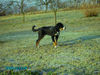 Grosser Schweizer Sennenhund Hund