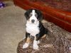 Grosser Schweizer Sennenhund Foto: Cimba (10 woche) Uit 't Mayse Nest (ID 8913) Grosser Schweizer Sennenhund Hund