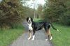Grosser Schweizer Sennenhund Foto: Cimba Uit 't Mayse Nest 1 year (ID 17995) Grosser Schweizer Sennenhund Hund
