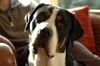 Grosser Schweizer Sennenhund Foto: Cimba Uit 't Mayse Nest 1 year (ID 17996) Grosser Schweizer Sennenhund Hund