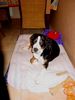 Grosser Schweizer Sennenhund Foto: Cimba (16 woche) Uit 't Mayse Nest (ID 9184) Grosser Schweizer Sennenhund Hund