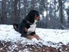 Grosser Schweizer Sennenhund Hund