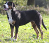 Grosser Schweizer Sennenhund Foto: Gwendolin Cover Girl v.d.Dorfquelle (ID 36063) Grosser Schweizer Sennenhund Hund