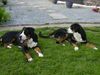 Grosser Schweizer Sennenhund Foto: unsere beiden GSS (ID 23011) Grosser Schweizer Sennenhund Hund