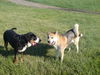 Grosser Schweizer Sennenhund Foto: Junior und Nalani(Akita Inu) (ID 39110) Grosser Schweizer Sennenhund Hund