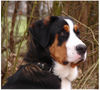 Grosser Schweizer Sennenhund Foto: Balou (ID 30574) Grosser Schweizer Sennenhund Hund