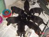Grosser Schweizer Sennenhund Foto: 7 GSS-Welpen -das schmeckt aber! (ID 17257) Grosser Schweizer Sennenhund Hund