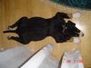 Grosser Schweizer Sennenhund Foto: Wim 11Wochen alt (ID 17771) Grosser Schweizer Sennenhund Hund