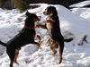 Grosser Schweizer Sennenhund Hund