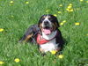 Grosser Schweizer Sennenhund Foto: Ari von Guten Ton (ID 27421) Grosser Schweizer Sennenhund Hund